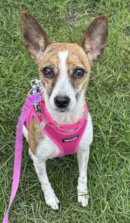 Enlarge Honeycomb, a Adoptable mixed breed in Mundelein, IL image 6/6