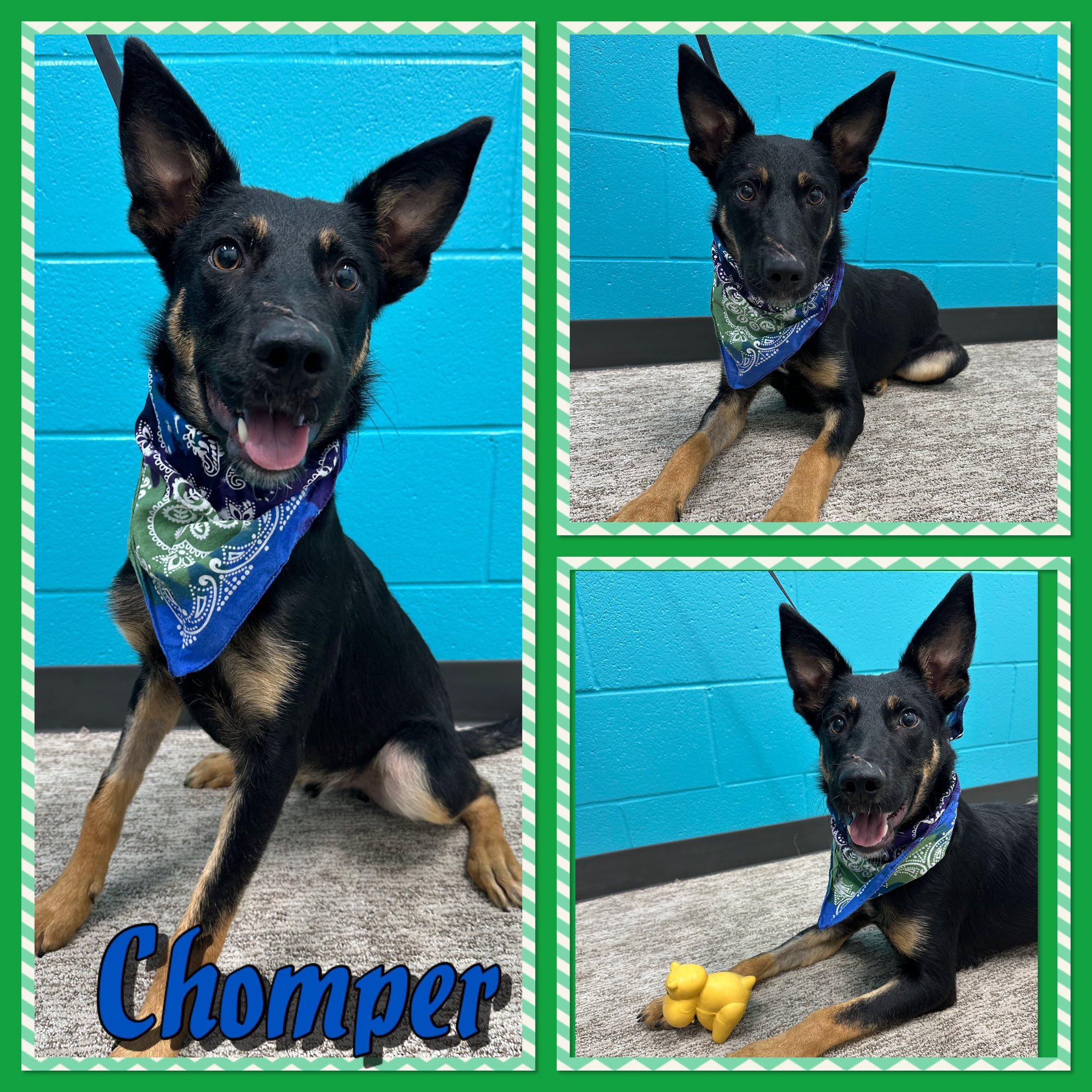 Enlarge Chomper, a Adoptable mixed breed in Seagoville, TX image 1/1