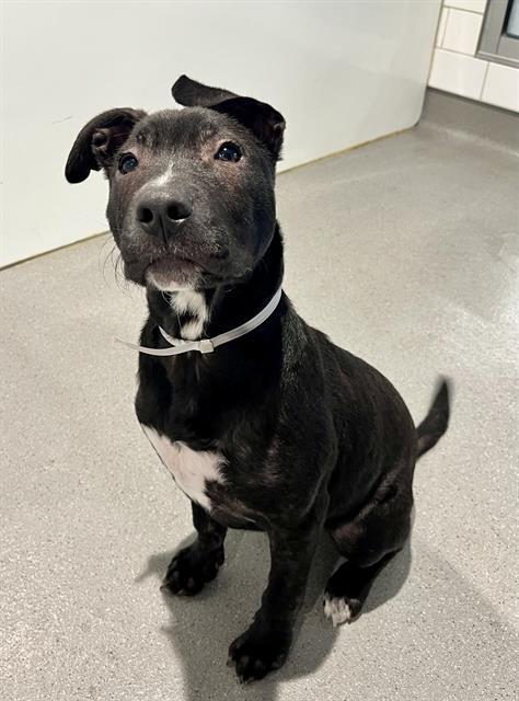 CHER, Adoptable, Puppy Female Pit Bull Terrier & Mixed Breed.