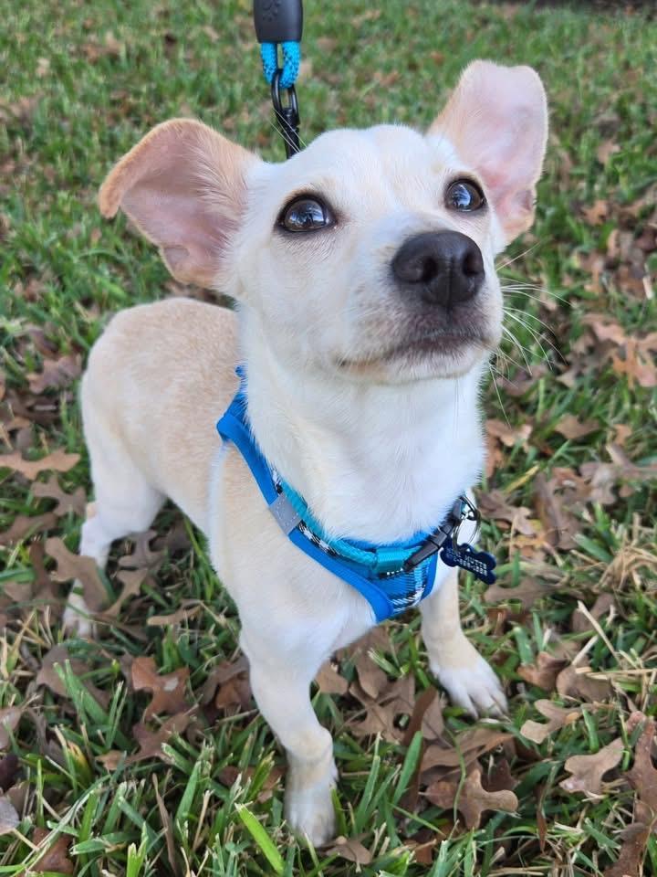 Enlarge WOODY, a Adoptable mixed breed in Grand Prairie, TX image 4/4