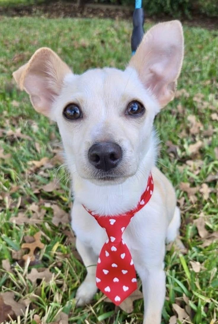 WOODY, Adoptable, Young Male Chihuahua & Chiweenie.