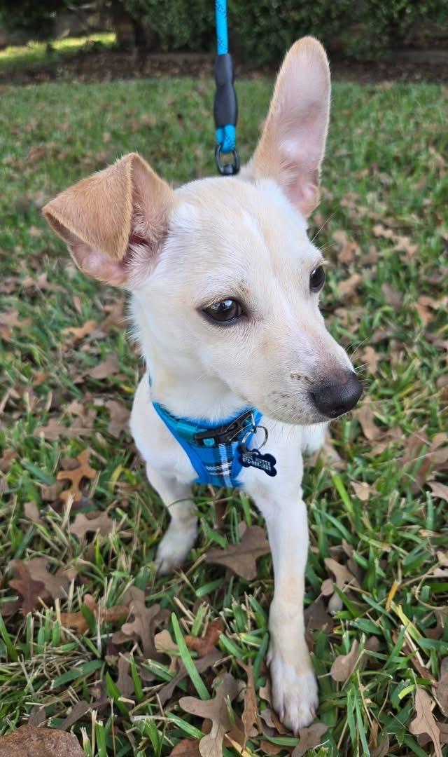 Enlarge WOODY, a Adoptable mixed breed in Grand Prairie, TX image 3/4
