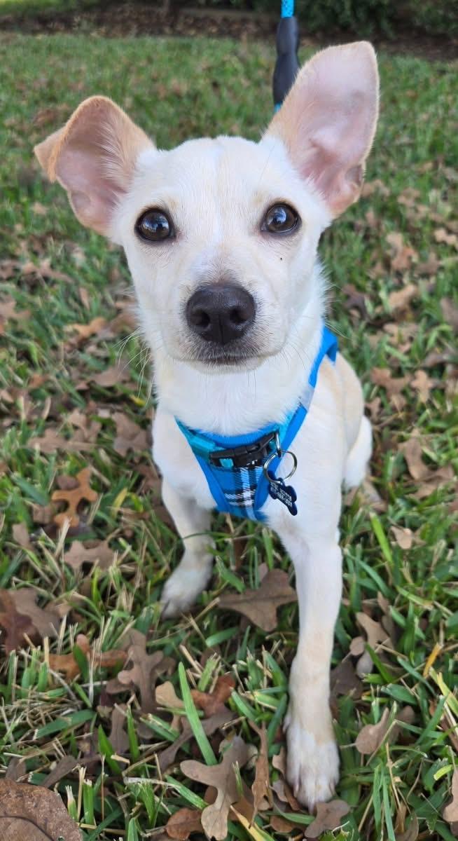 Enlarge WOODY, a Adoptable mixed breed in Grand Prairie, TX image 2/4