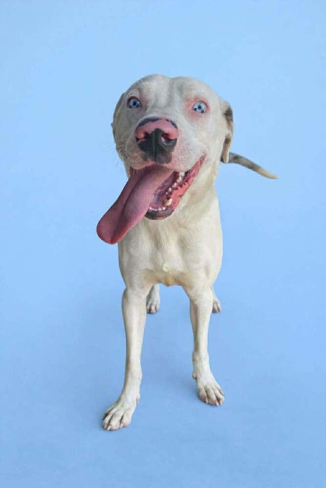 Caesar — thumbnail 2