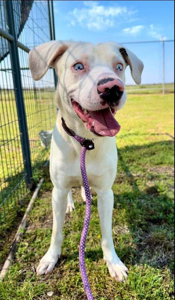 Caesar — thumbnail 3