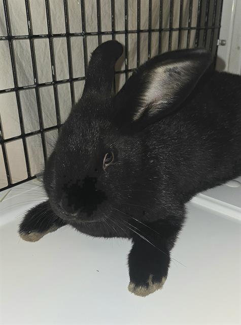 Enlarge SQUID*, a Adoptable Bunny Rabbit in Santa Cruz, CA image 1/1