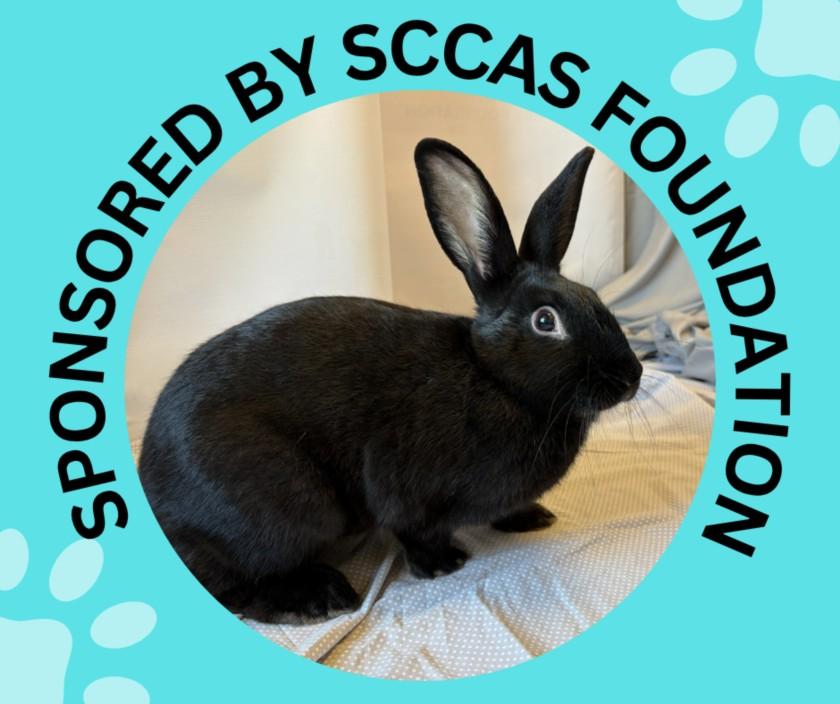 Enlarge SQUID*, a Adoptable Bunny Rabbit in Santa Cruz, CA image 1/1
