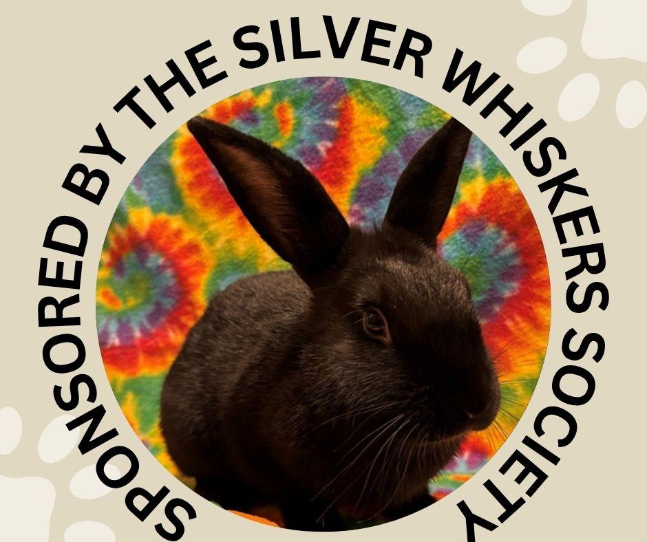 SQUID*, Adoptable, Young Male Bunny Rabbit.