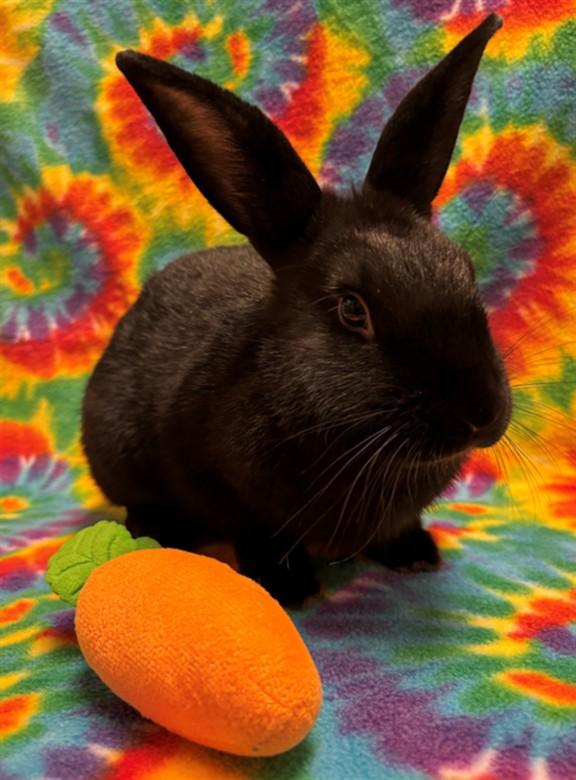 SQUID*, Adoptable, Young Male Bunny Rabbit.