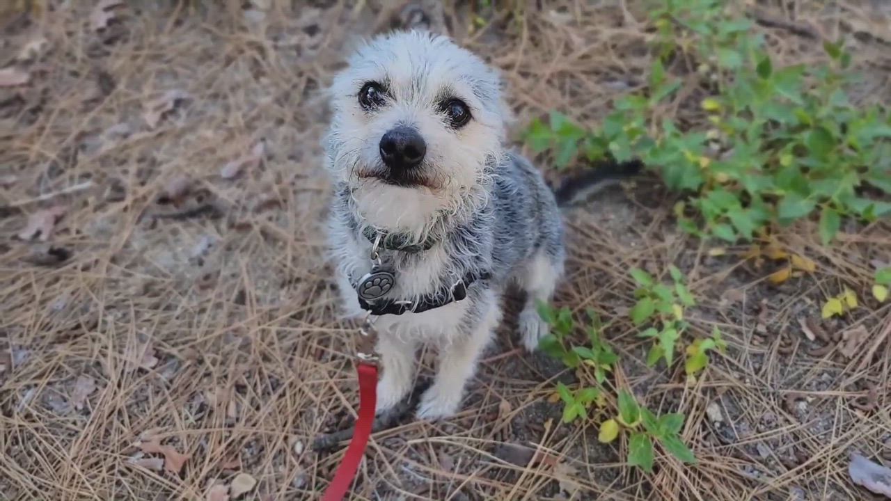 Enlarge Dino, a Adopted mixed breed in Running Springs, CA video 2/3