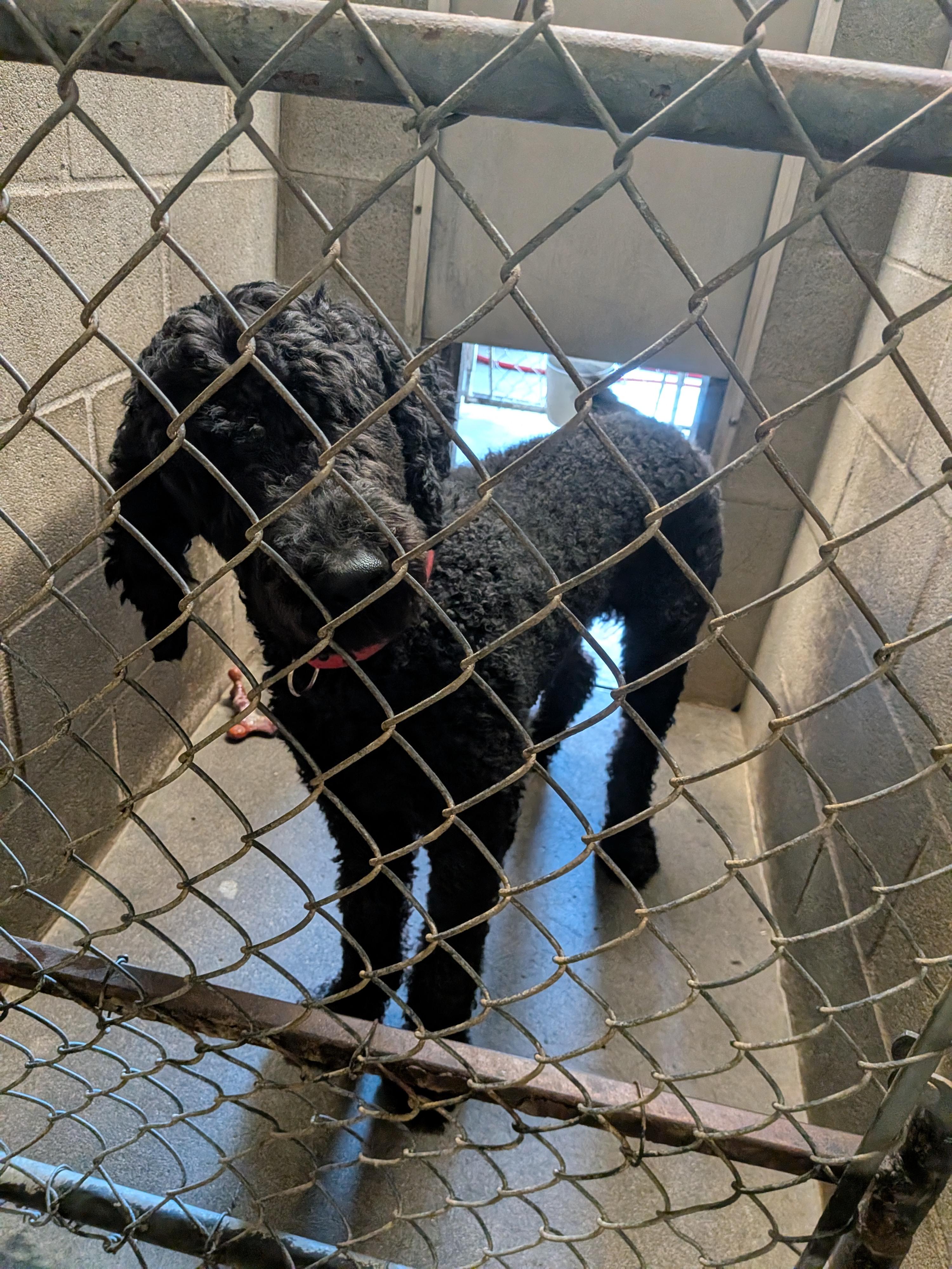 Louie, Adoptable, Young Male Standard Poodle.