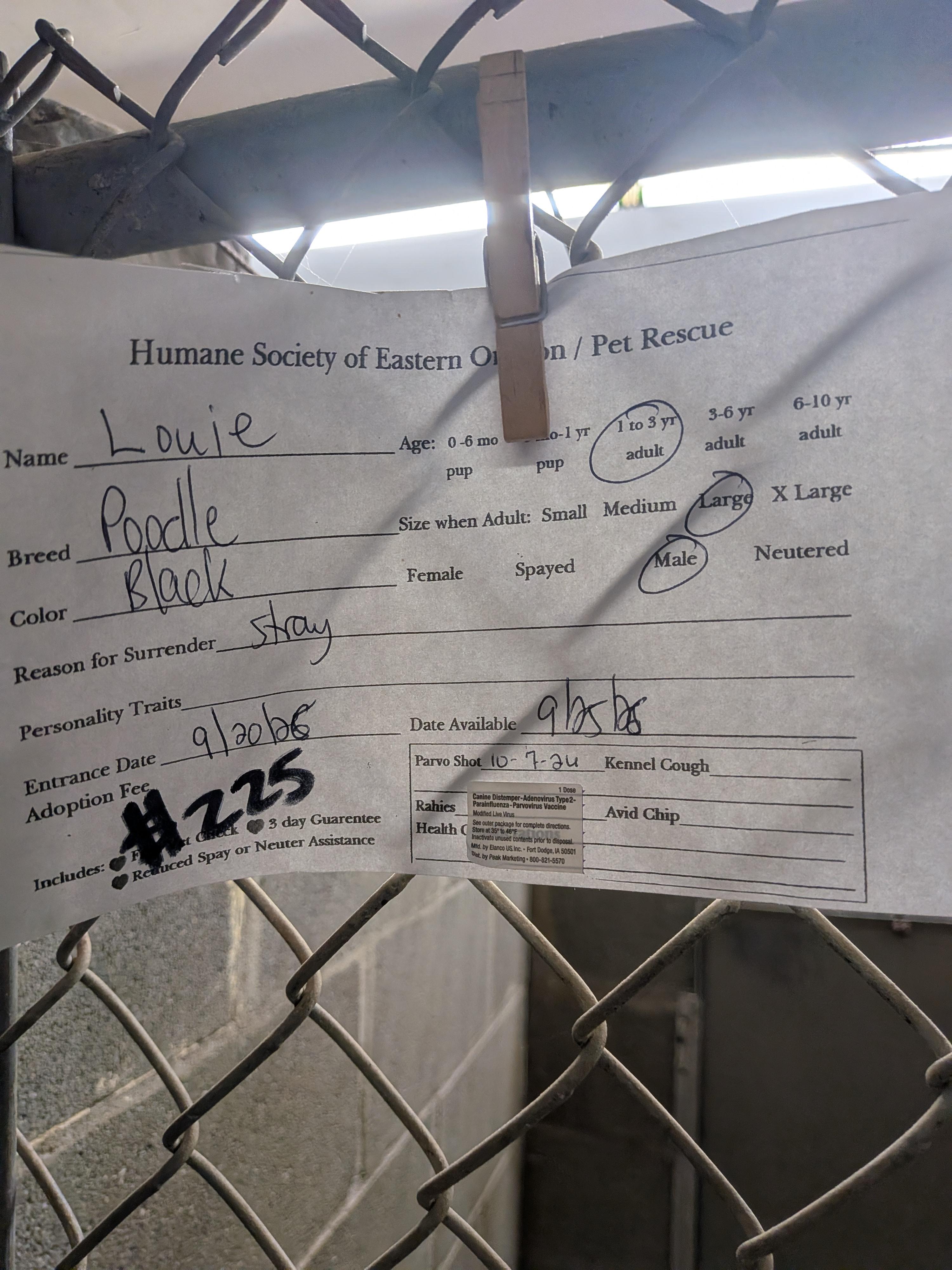 Enlarge Louie, a Adoptable Standard Poodle in Hermiston, OR image 2/2