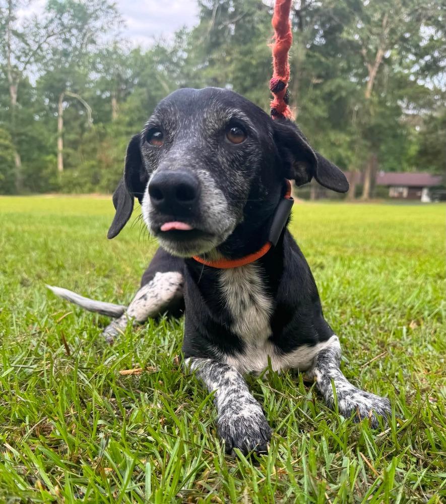 Wyatt, Adoptable, Adult Male Dachshund.