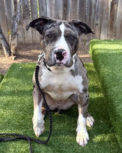 Enlarge McGinty, a Adoptable mixed breed in Washington, DC image 1/3