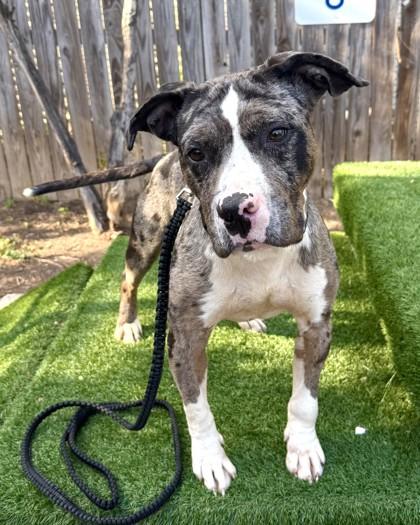 Enlarge McGinty, a Adoptable mixed breed in Washington, DC image 3/3