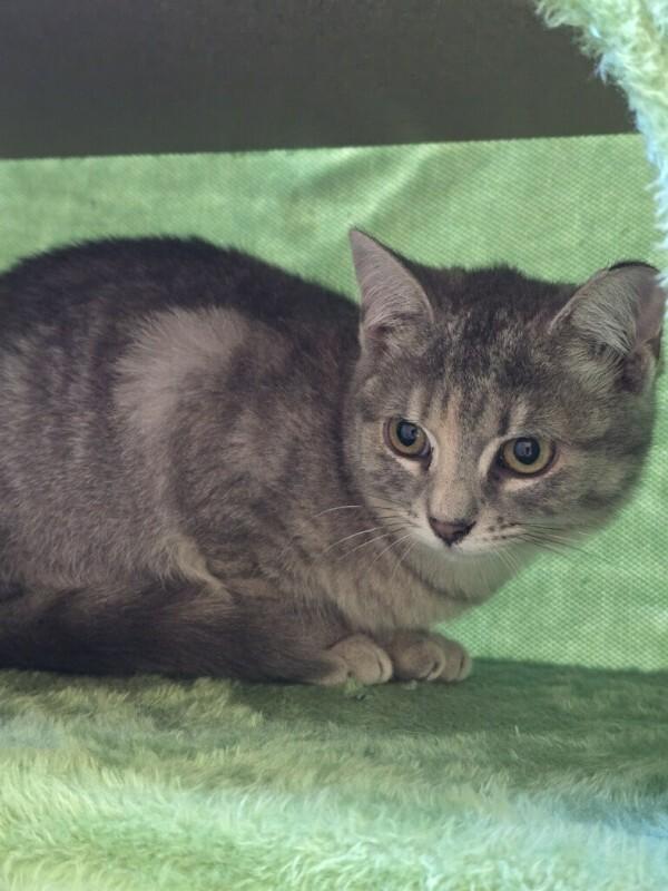 Annie, Adoptable, Young Female Domestic Short Hair.
