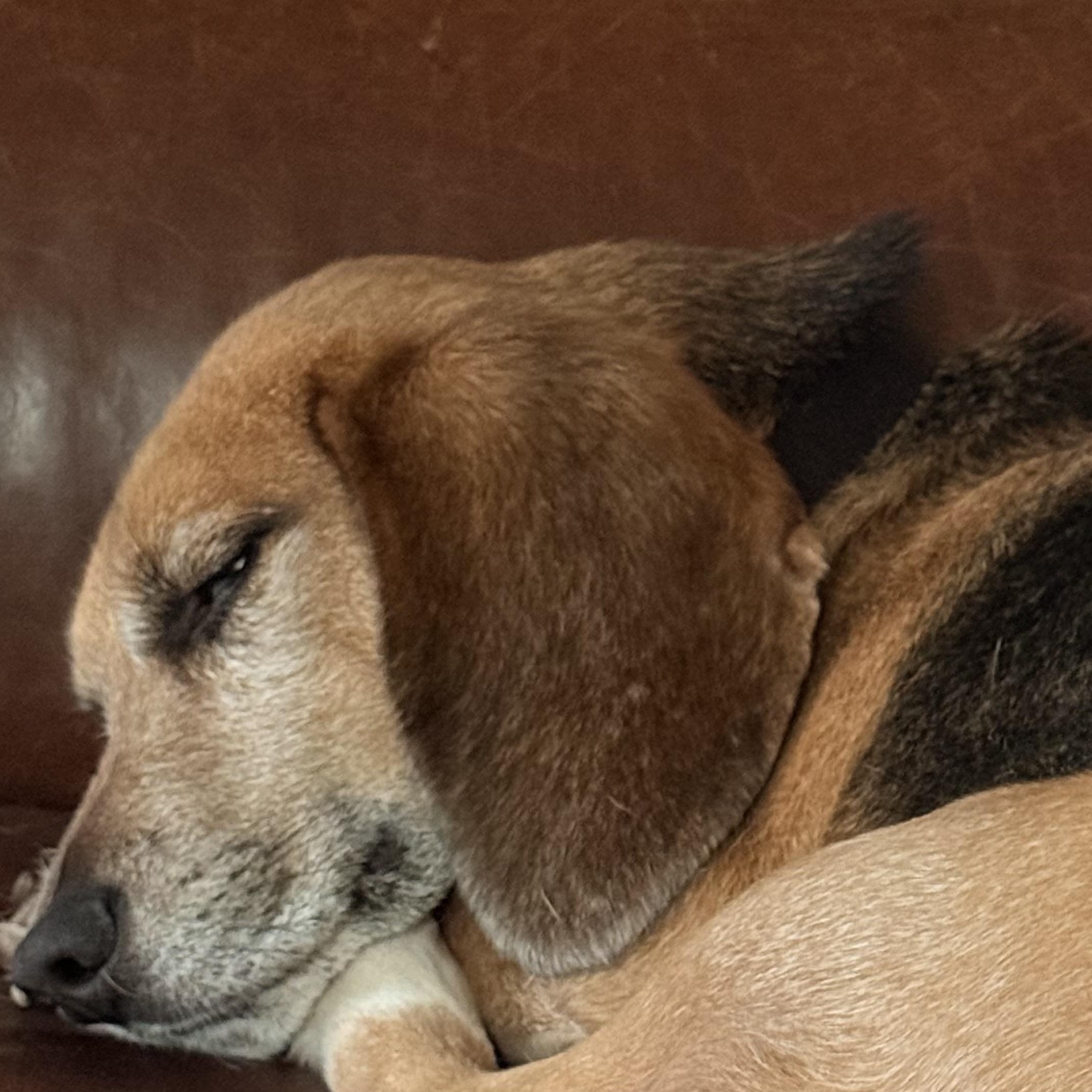 Raven, Adoptable, Adult Male Beagle.