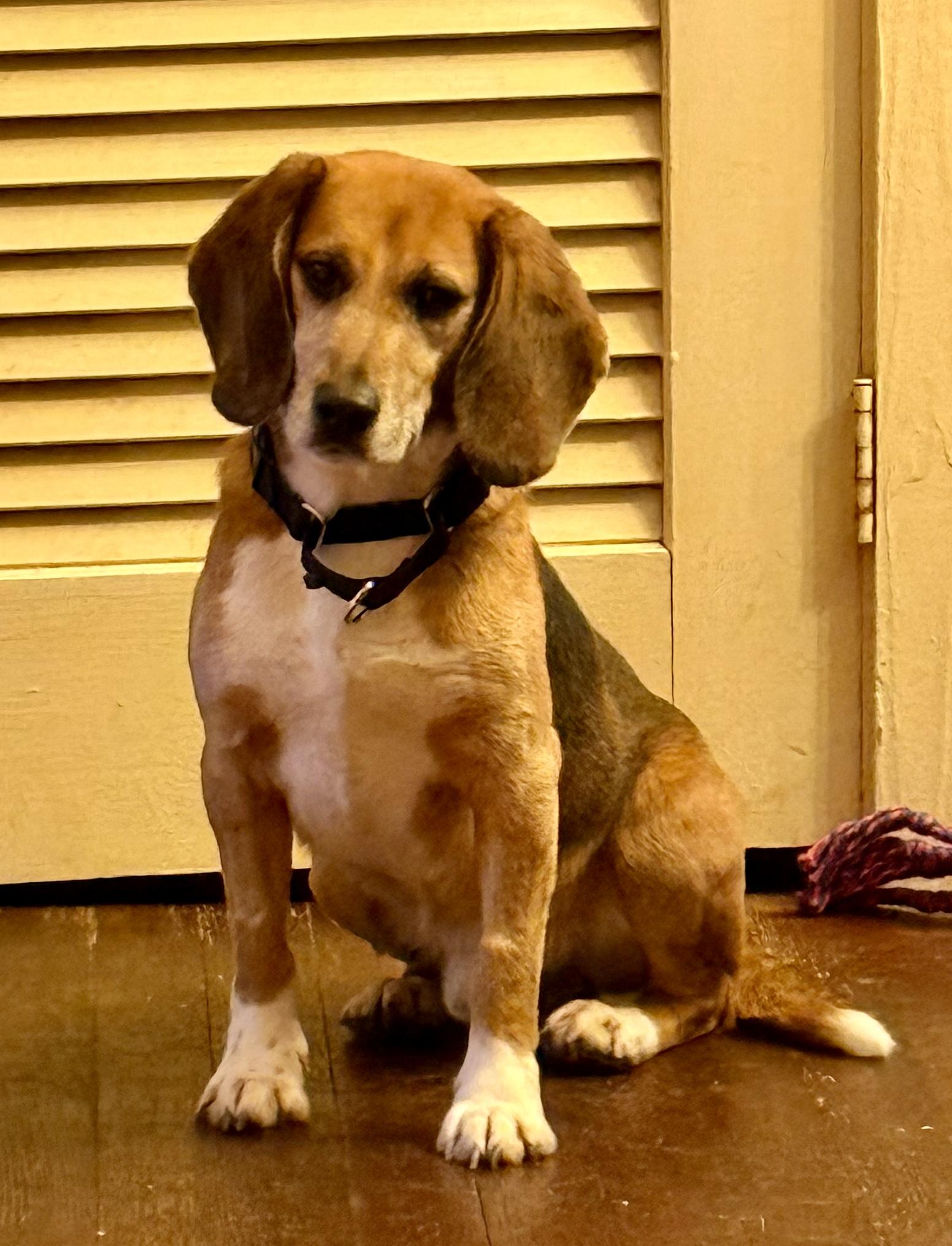 Raven, a Adoptable Beagle in South Plainfield, NJ image 2/2