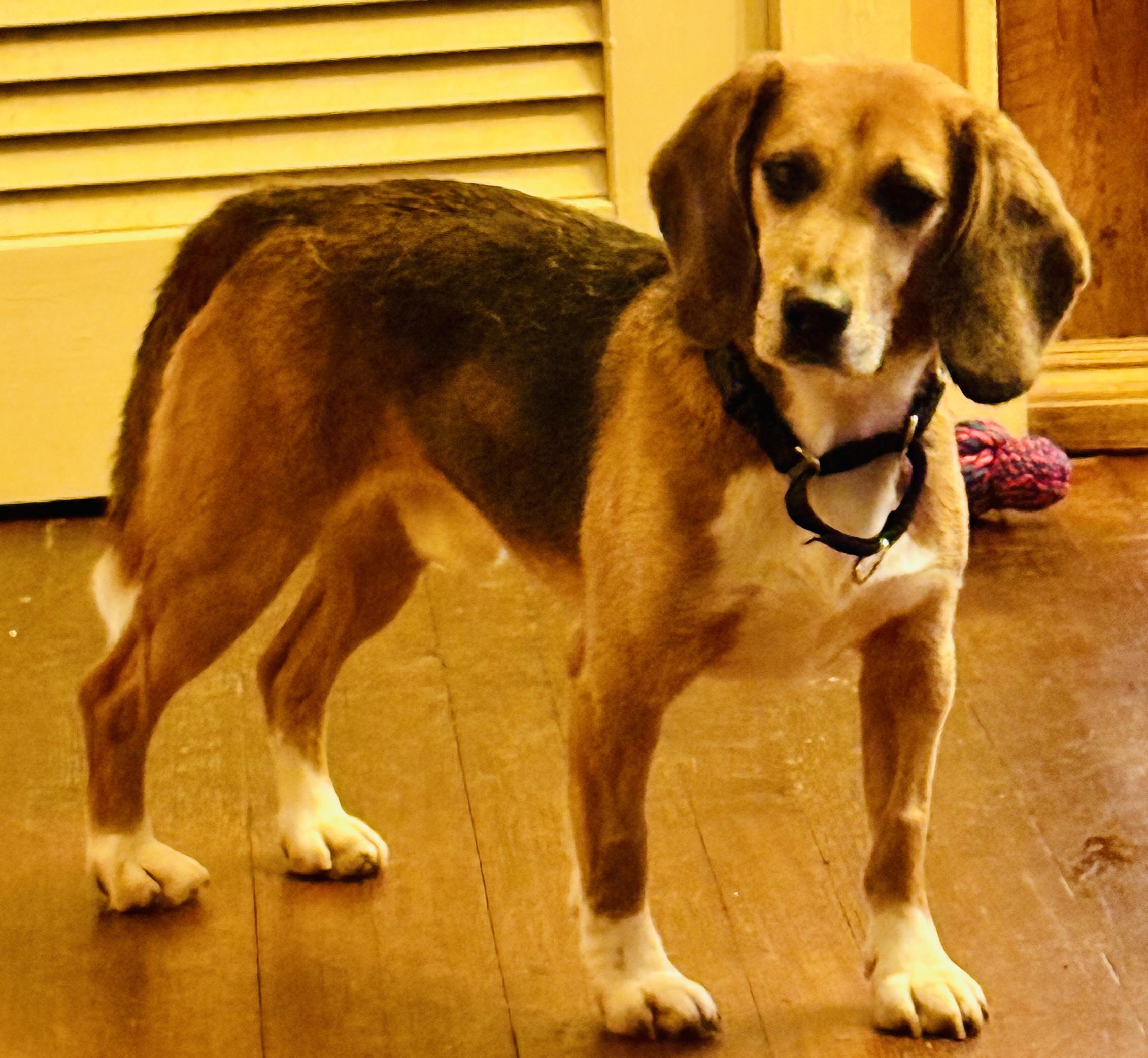 Raven, a Adoptable Beagle in South Plainfield, NJ image 1/2