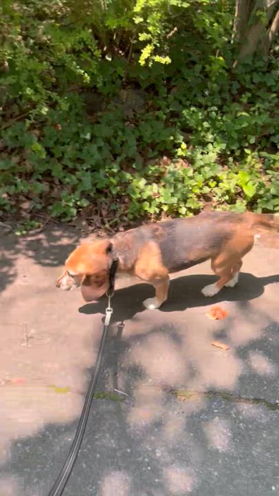 Enlarge Raven, a Adoptable Beagle in South Plainfield, NJ video 3/4
