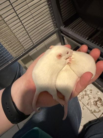 Enlarge Cream of Crab (with Butter and Prozac), an adopted Mouse in Annapolis, MD image 2/2