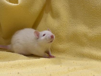 Cream of Crab (with Butter and Prozac), adopted, Baby Female Mouse.