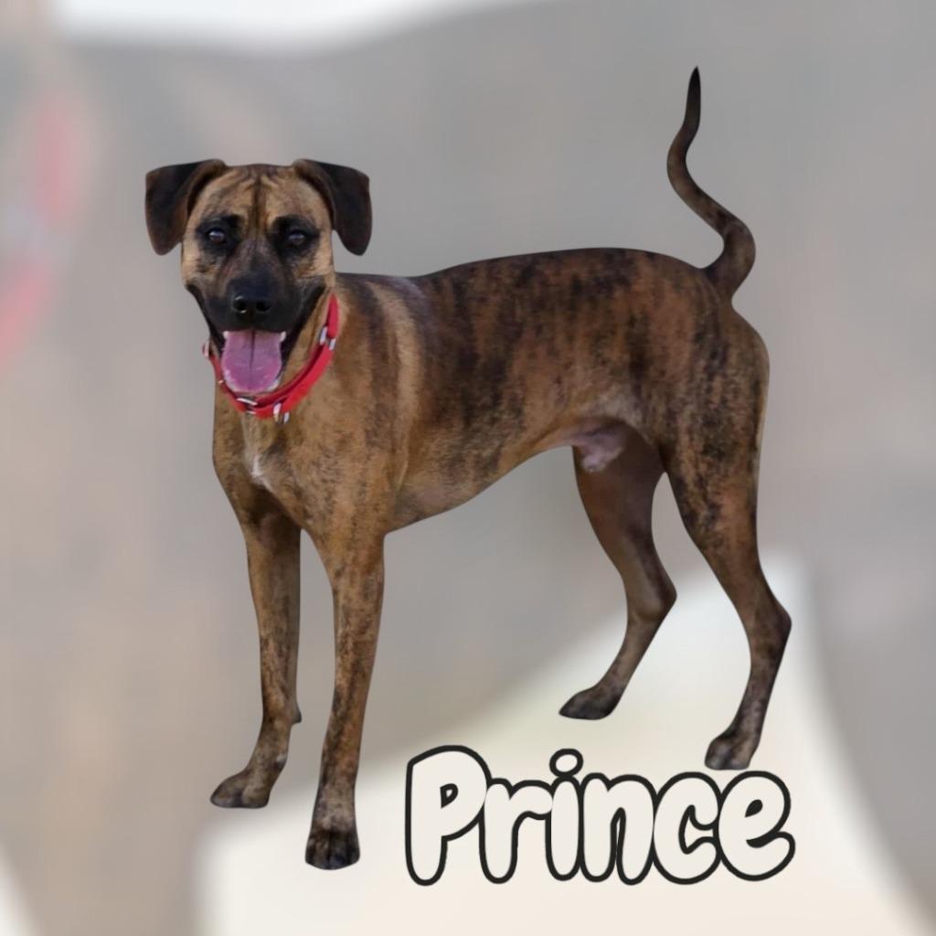 PRINCE, Adoptable, Adult Male Mountain Cur.