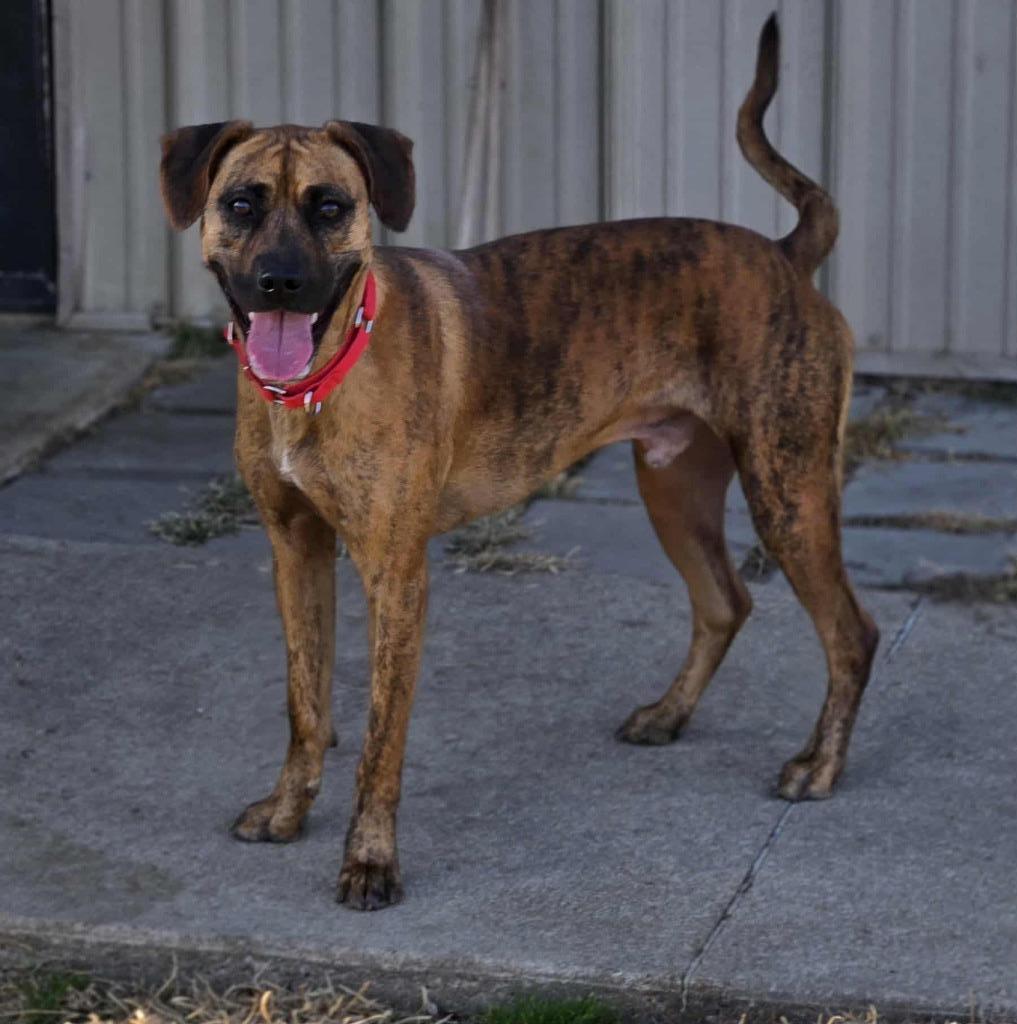 Enlarge PRINCE, a Adoptable Mountain Cur in Moberly, MO image 3/3