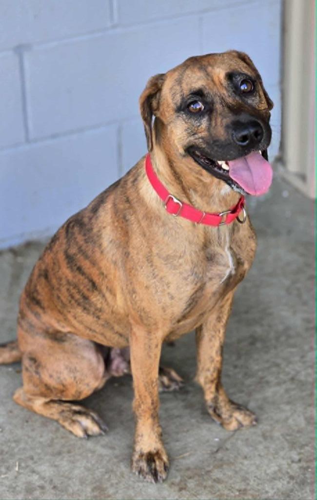 PRINCE, a Adoptable Mountain Cur in Moberly, MO image 3/3