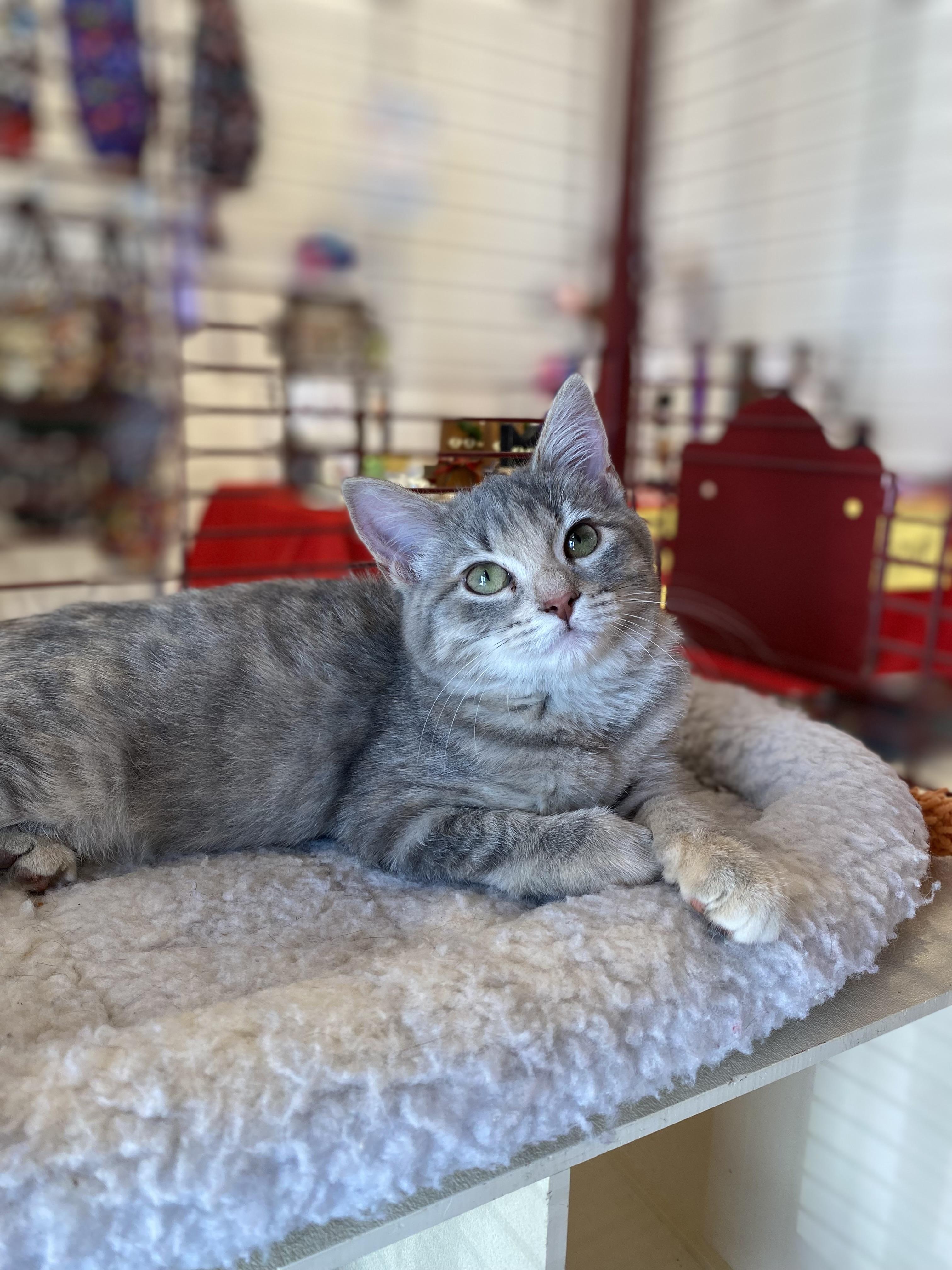 Tinks, a Adoptable Tabby in Memphis, TN image 1/3
