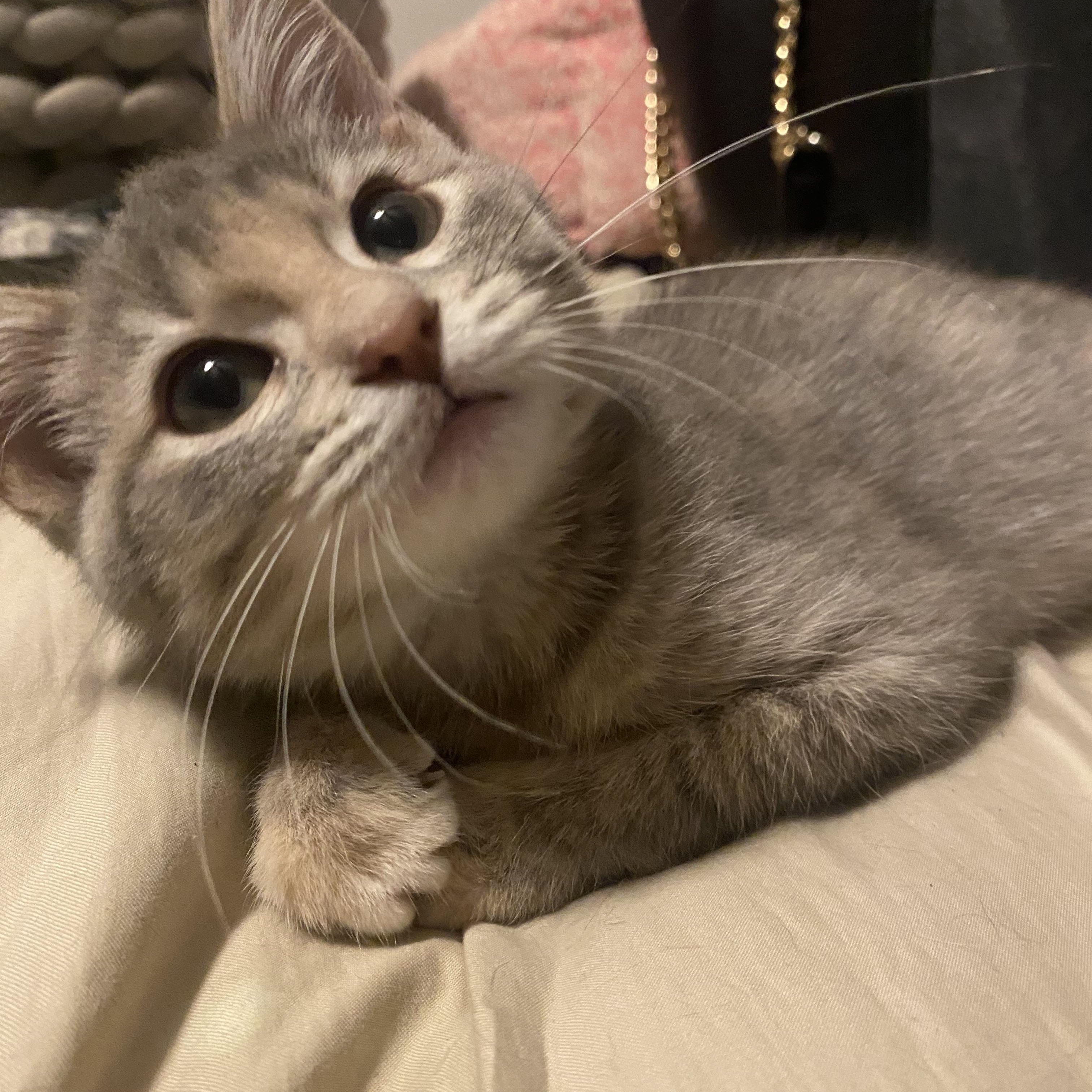 Tinks, a Adoptable Tabby in Memphis, TN image 3/3