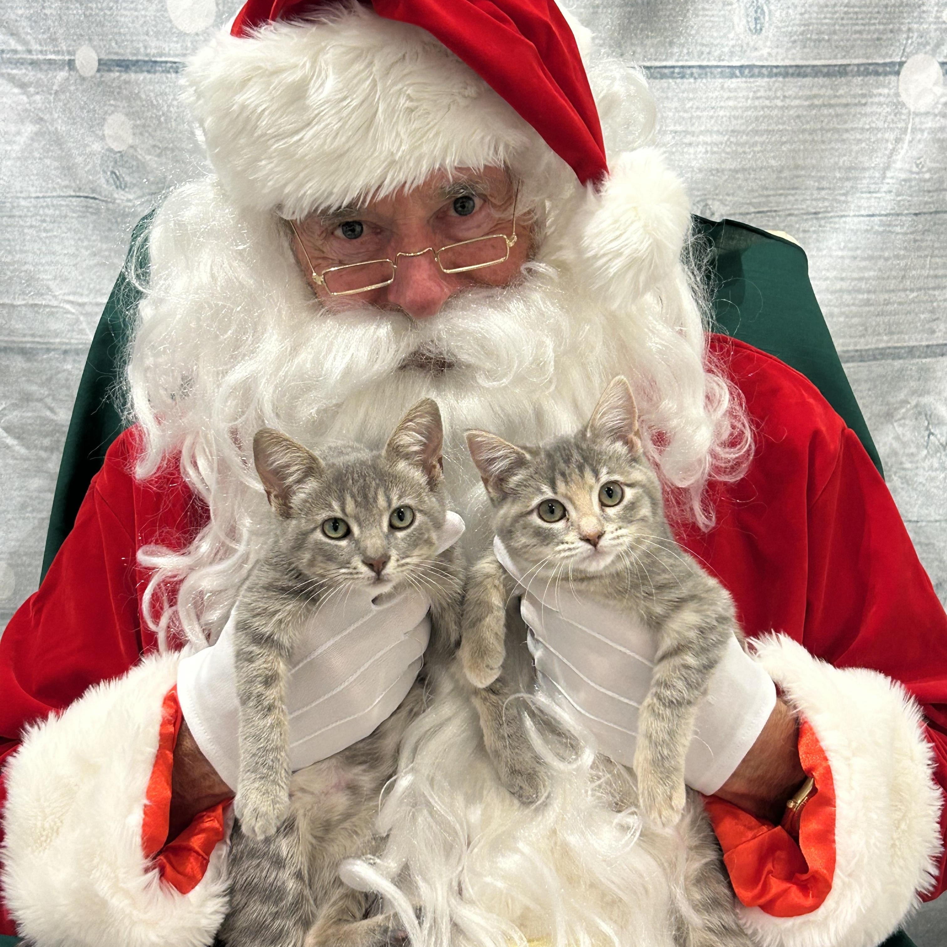 Tinks, a Adoptable Tabby in Memphis, TN image 2/3