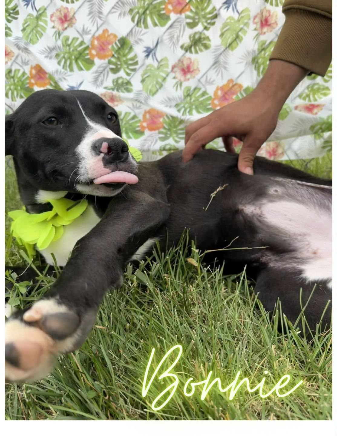 Bonnie, ADOPTABLE, Young Female Pit Bull Terrier.