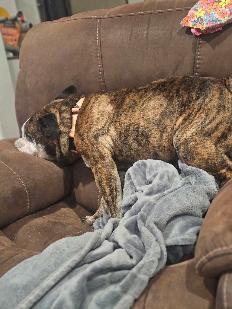 Mojo