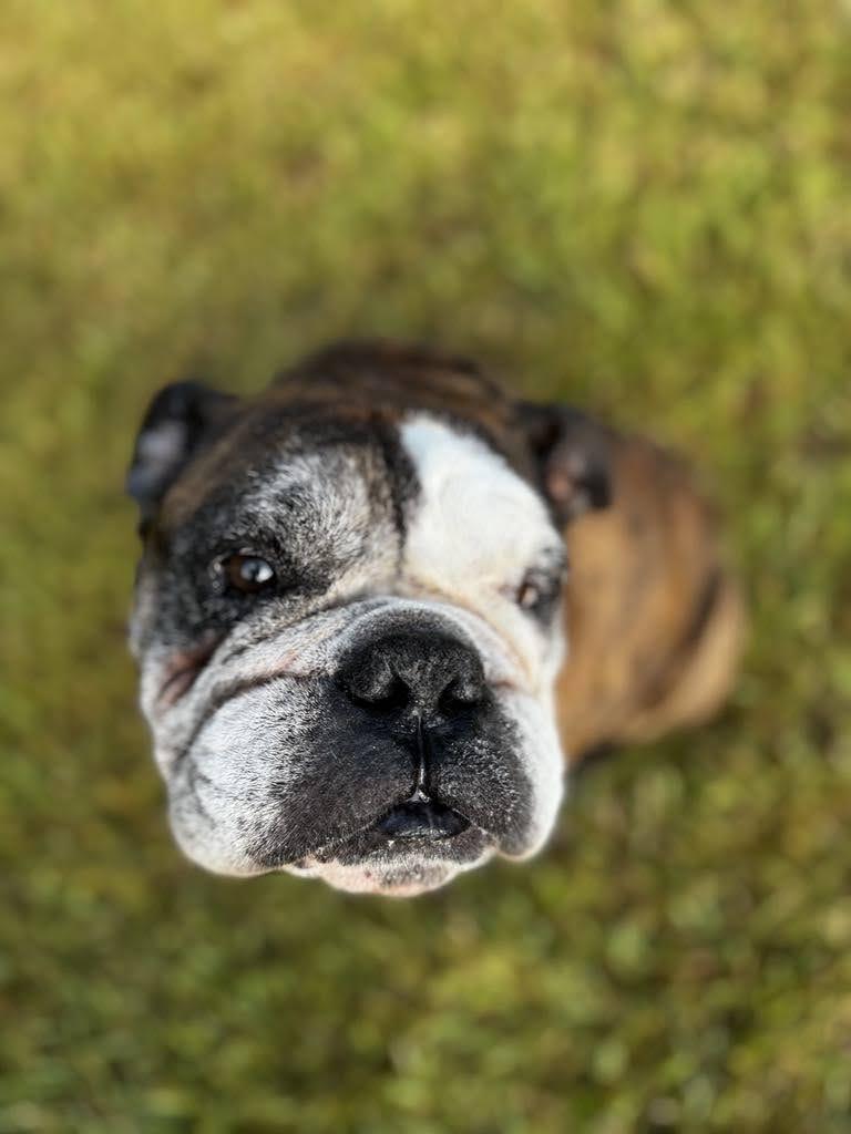 Mojo