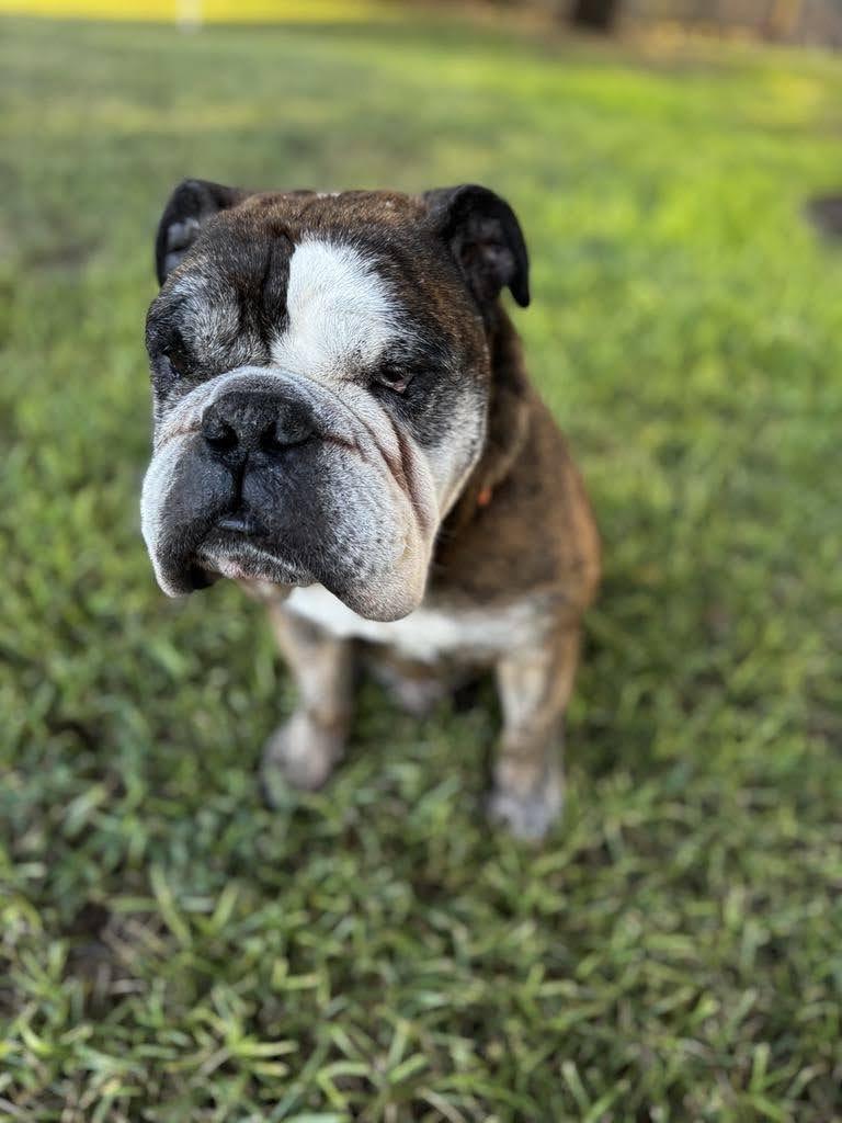 Mojo