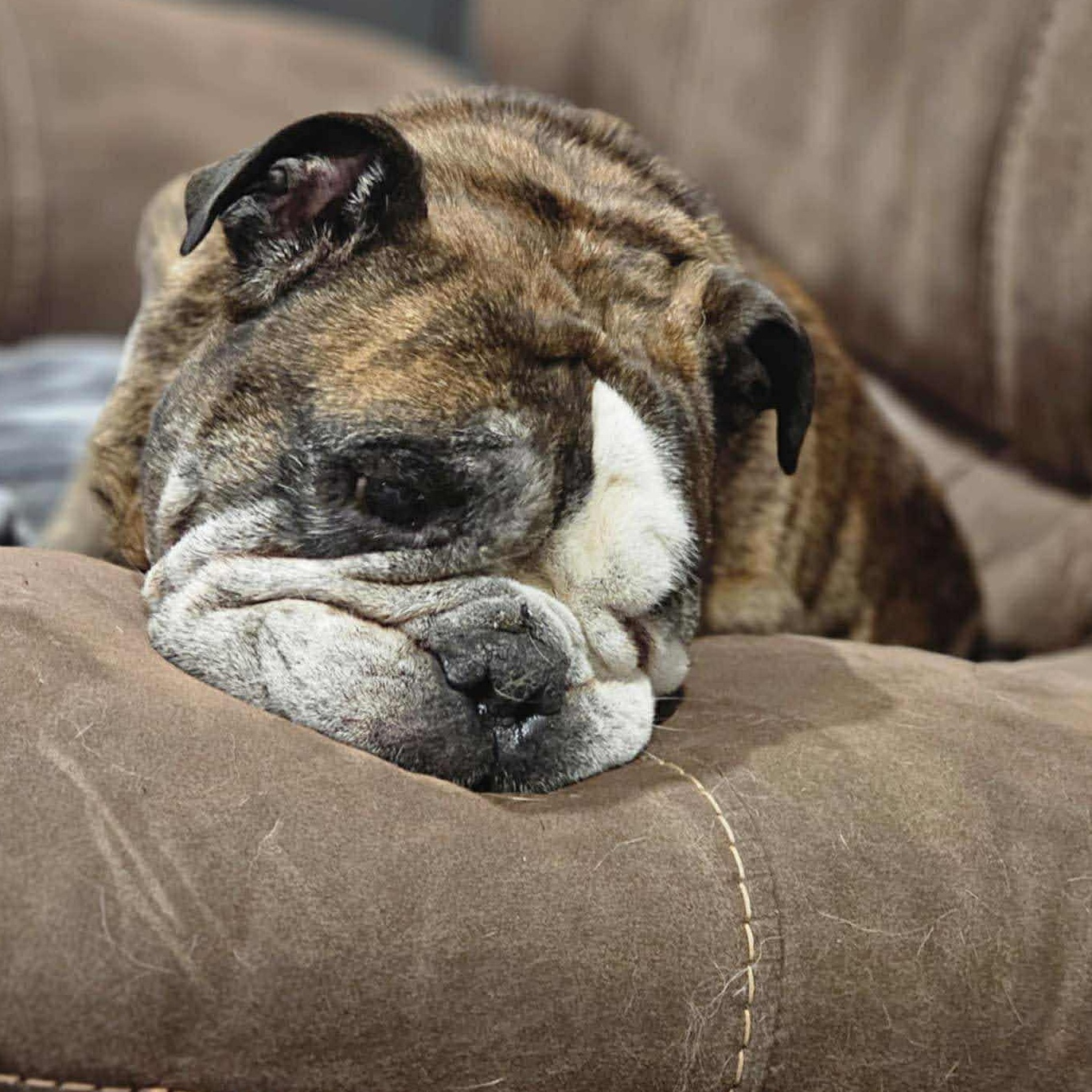 Mojo