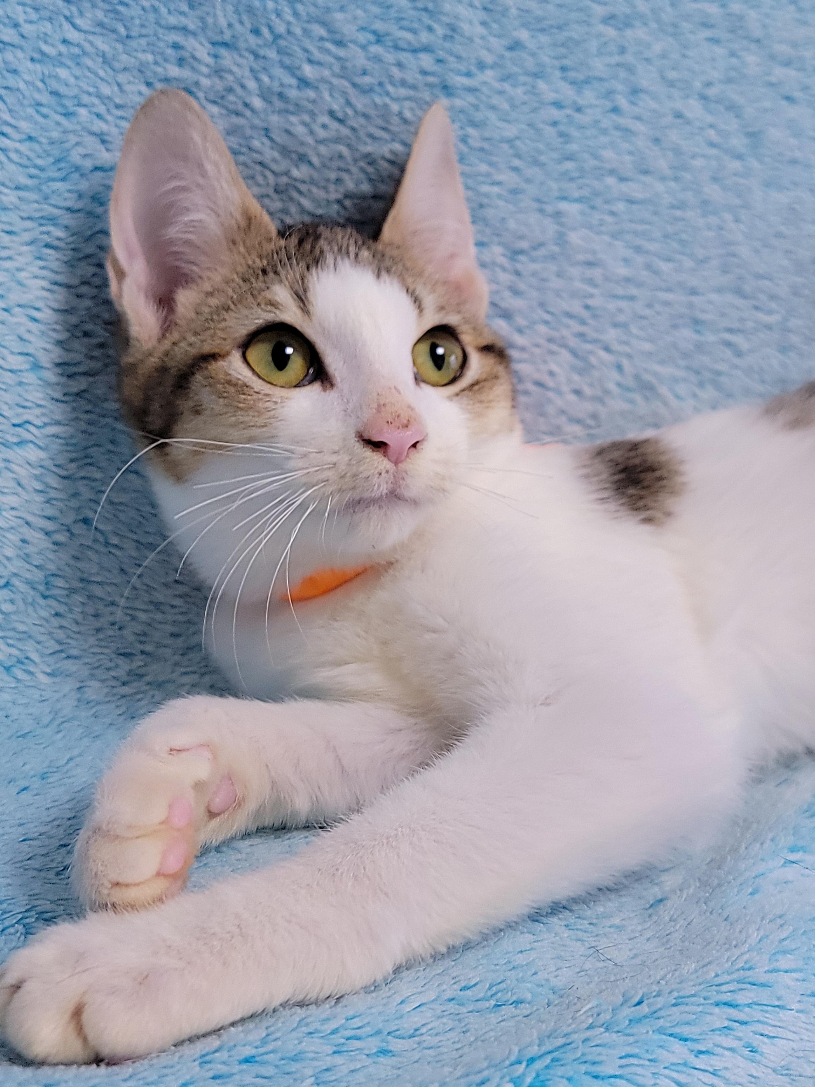 Chester, ADOPTABLE, Kitten Male Domestic Short Hair.