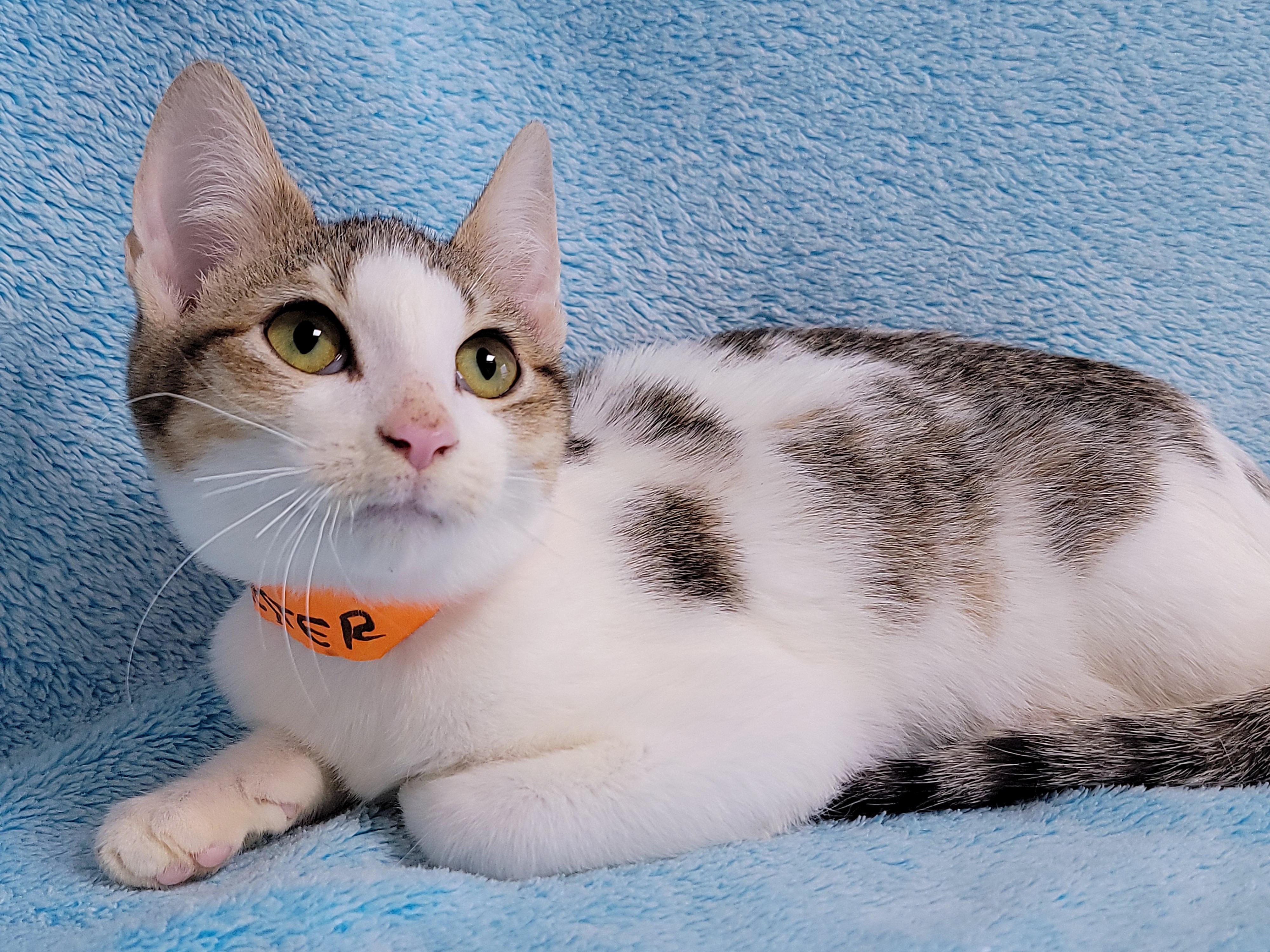 Enlarge Chester, a ADOPTABLE Domestic Short Hair in Hornell, NY image 2/2