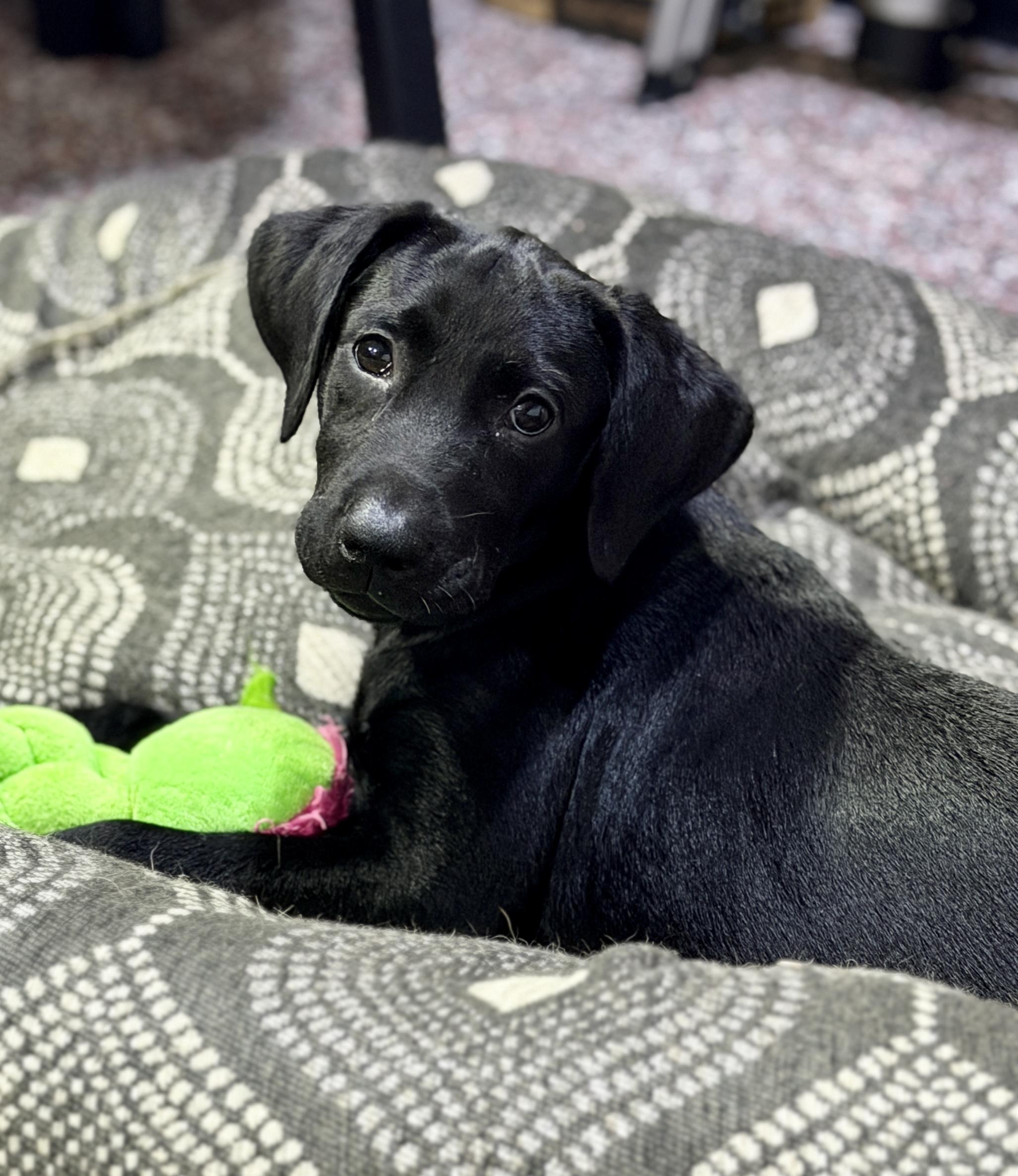 Gretchen, Adopted, Young Female Black Labrador Retriever.