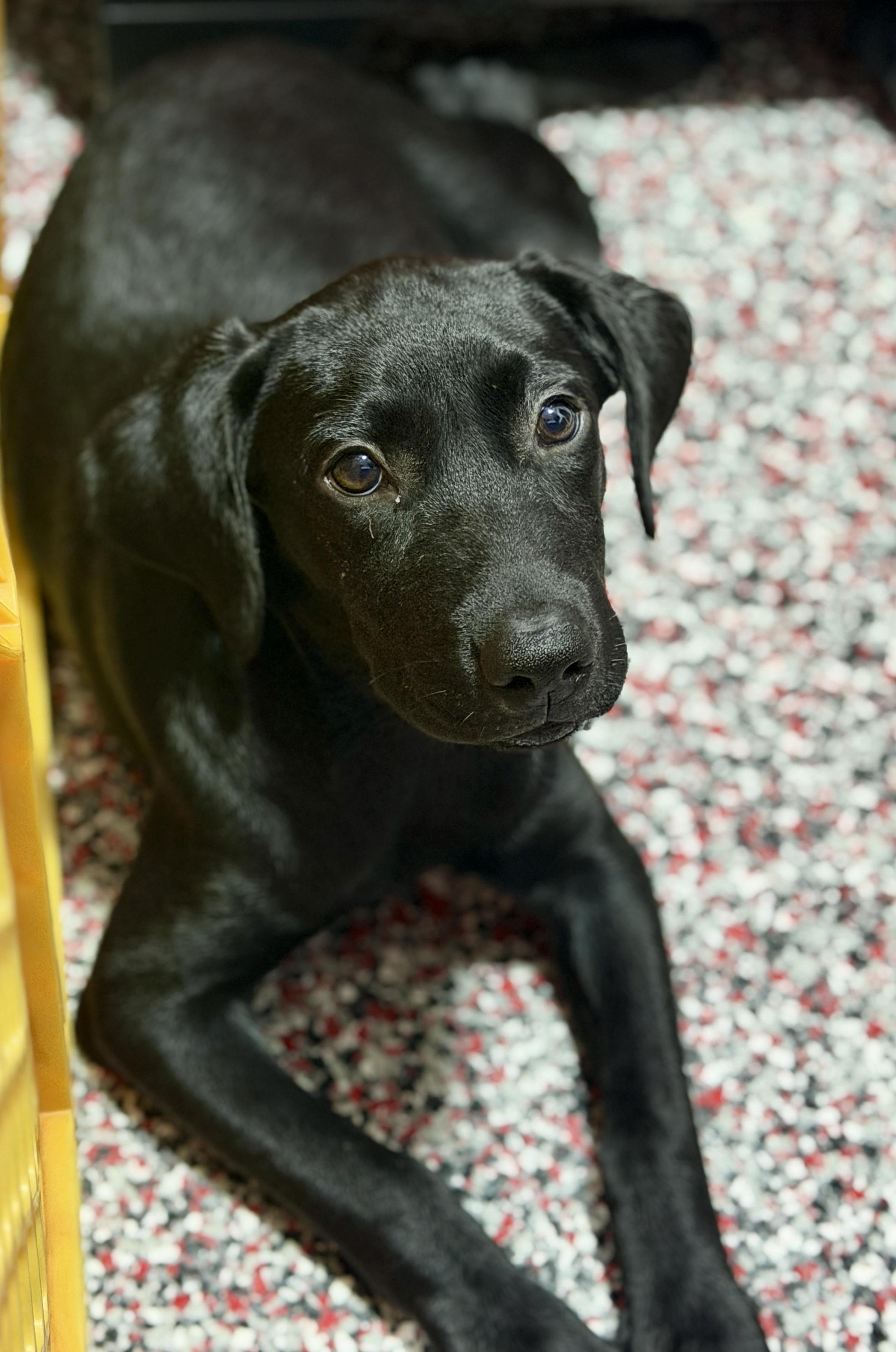 Enlarge Gretchen, a Adopted mixed breed in Mt Pleasant, SC image 3/6