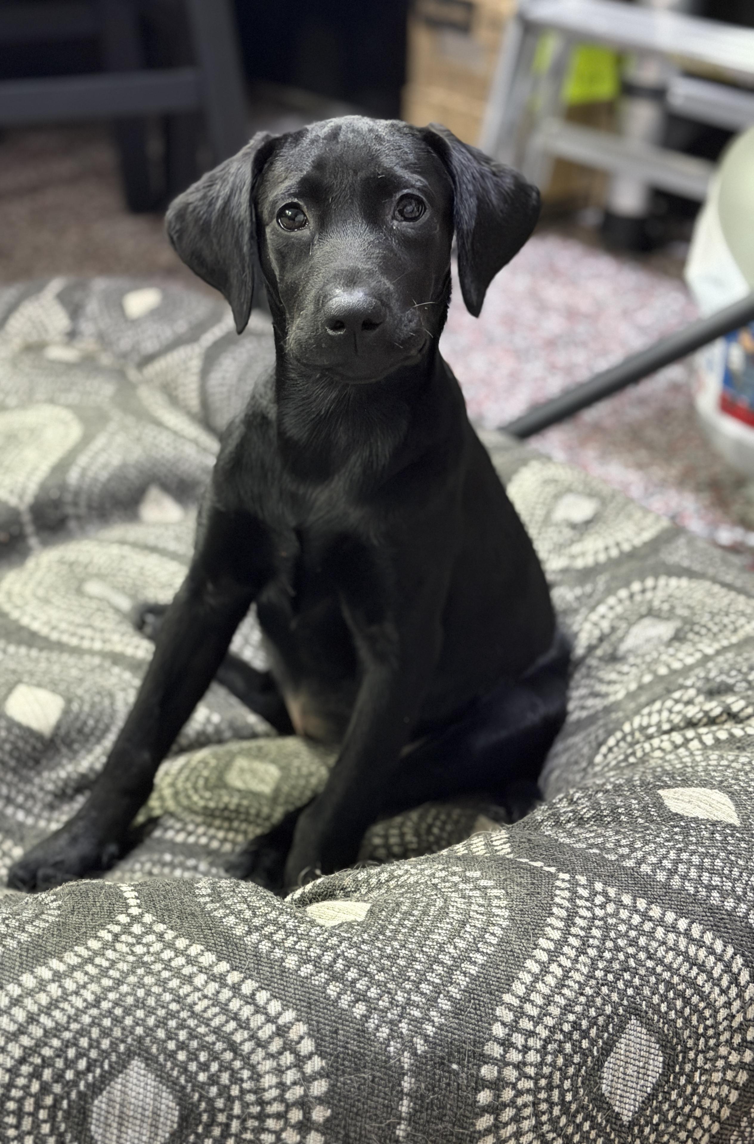 Enlarge Gretchen, a Adopted mixed breed in Mt Pleasant, SC image 2/6