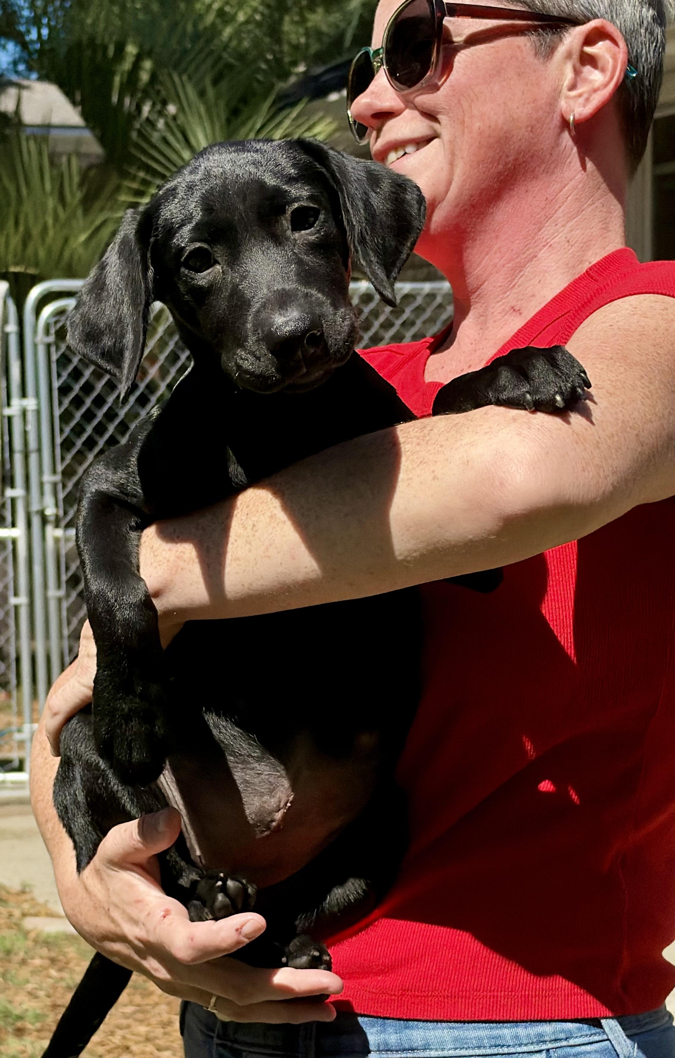 Enlarge Gretchen, a Adopted mixed breed in Mt Pleasant, SC image 4/6