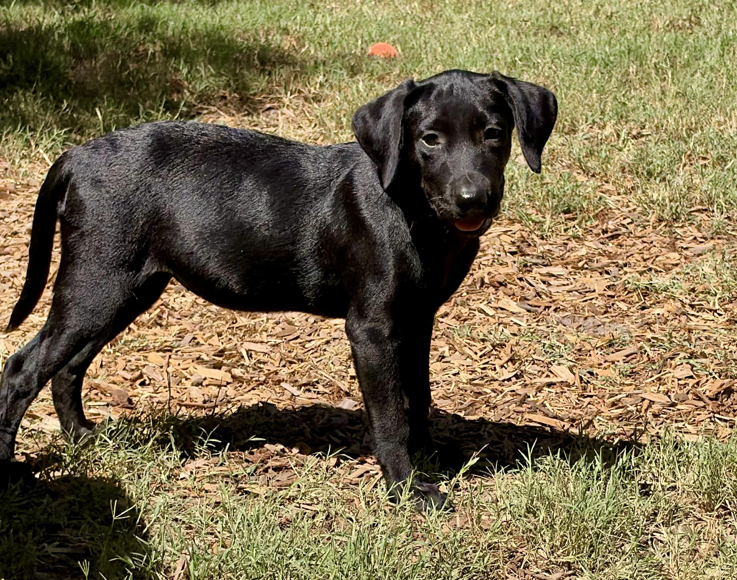 Enlarge Gretchen, a Adopted mixed breed in Mt Pleasant, SC image 5/6