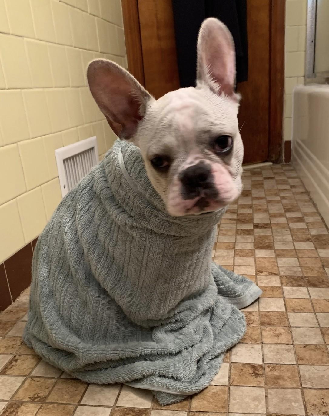Enlarge Moose, a Adopted French Bulldog in Closter, NJ image 2/4