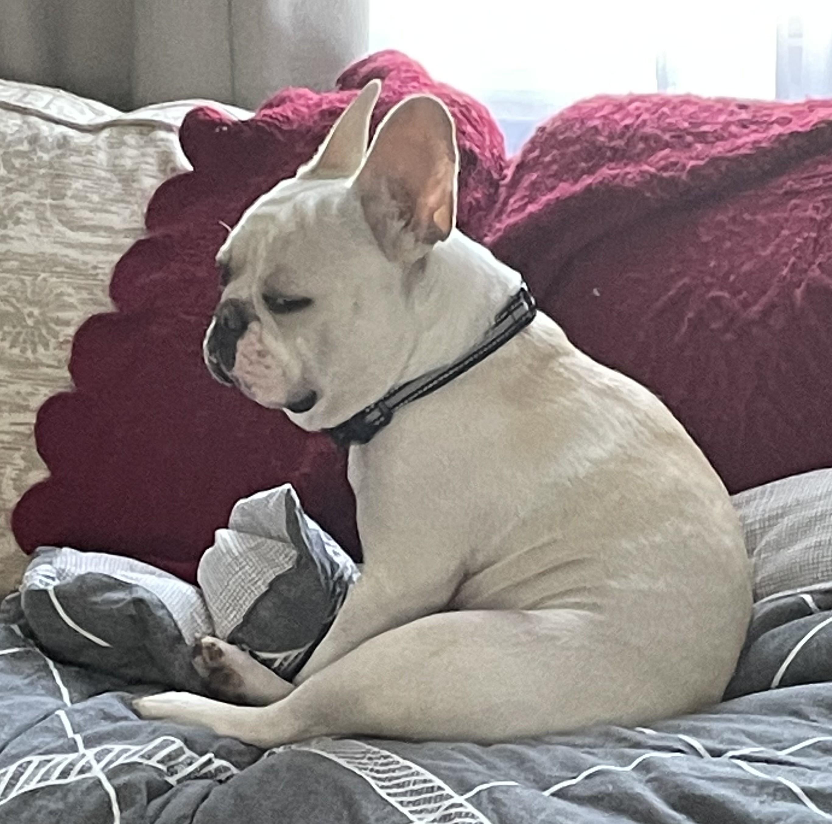 Enlarge Moose, a Adopted French Bulldog in Closter, NJ image 4/4