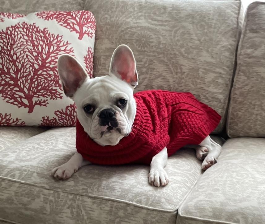 Moose, Adopted, Adult Male French Bulldog.