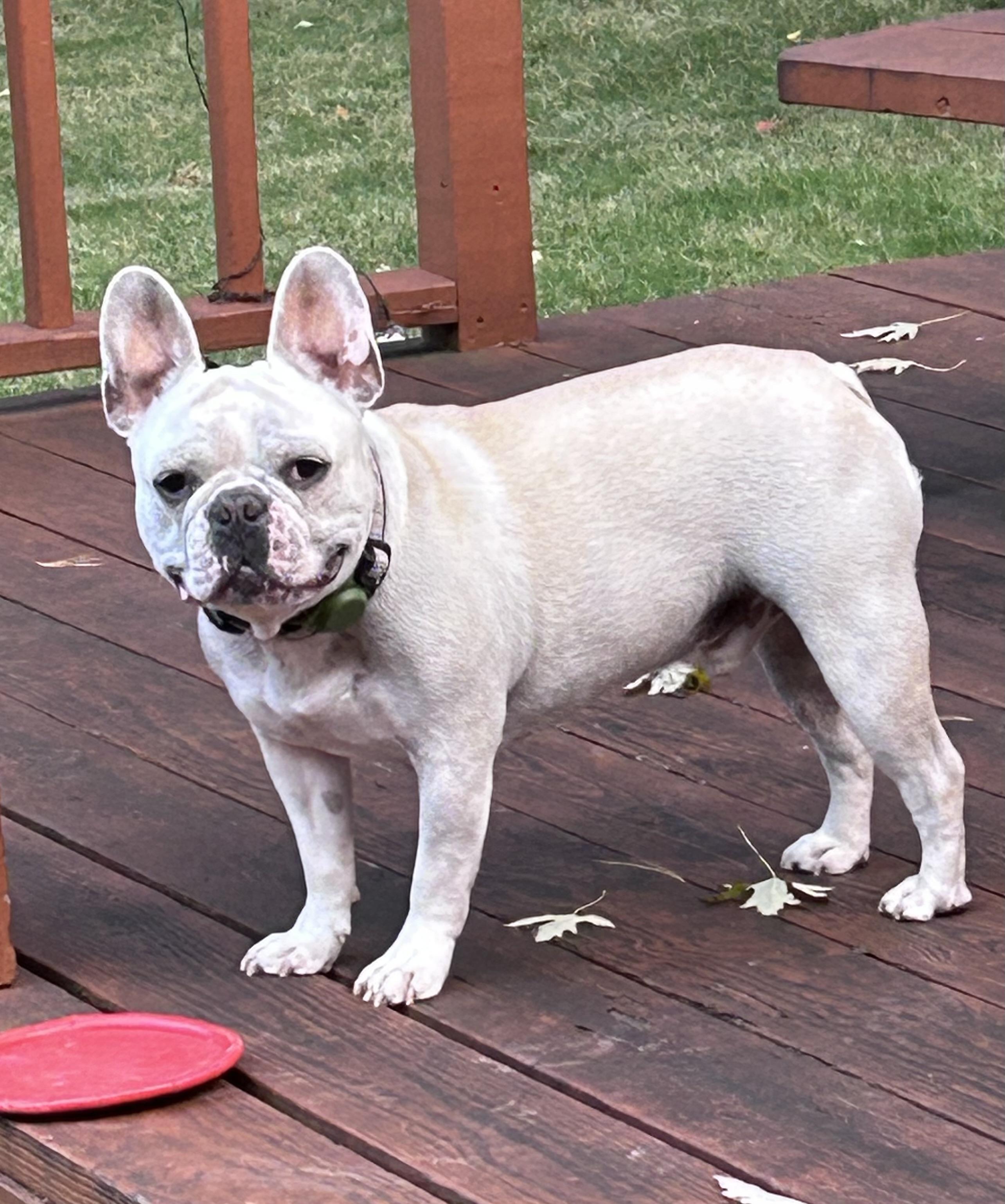 Enlarge Moose, a Adopted French Bulldog in Closter, NJ image 3/4