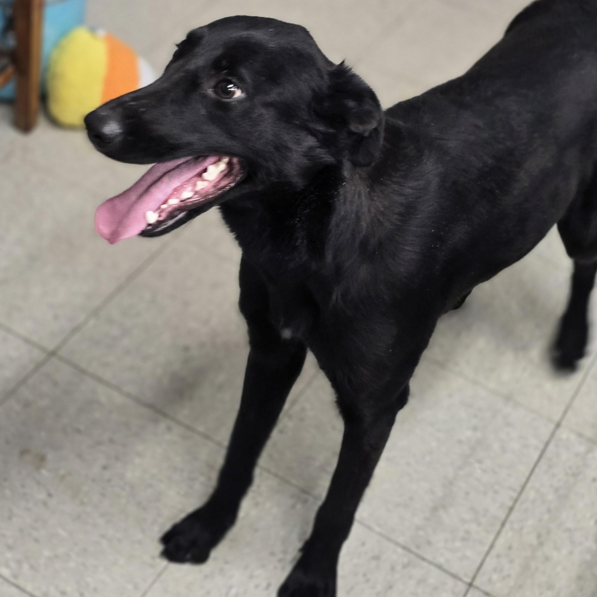 Amelia, Adoptable, Adult Female Belgian Shepherd / Malinois.