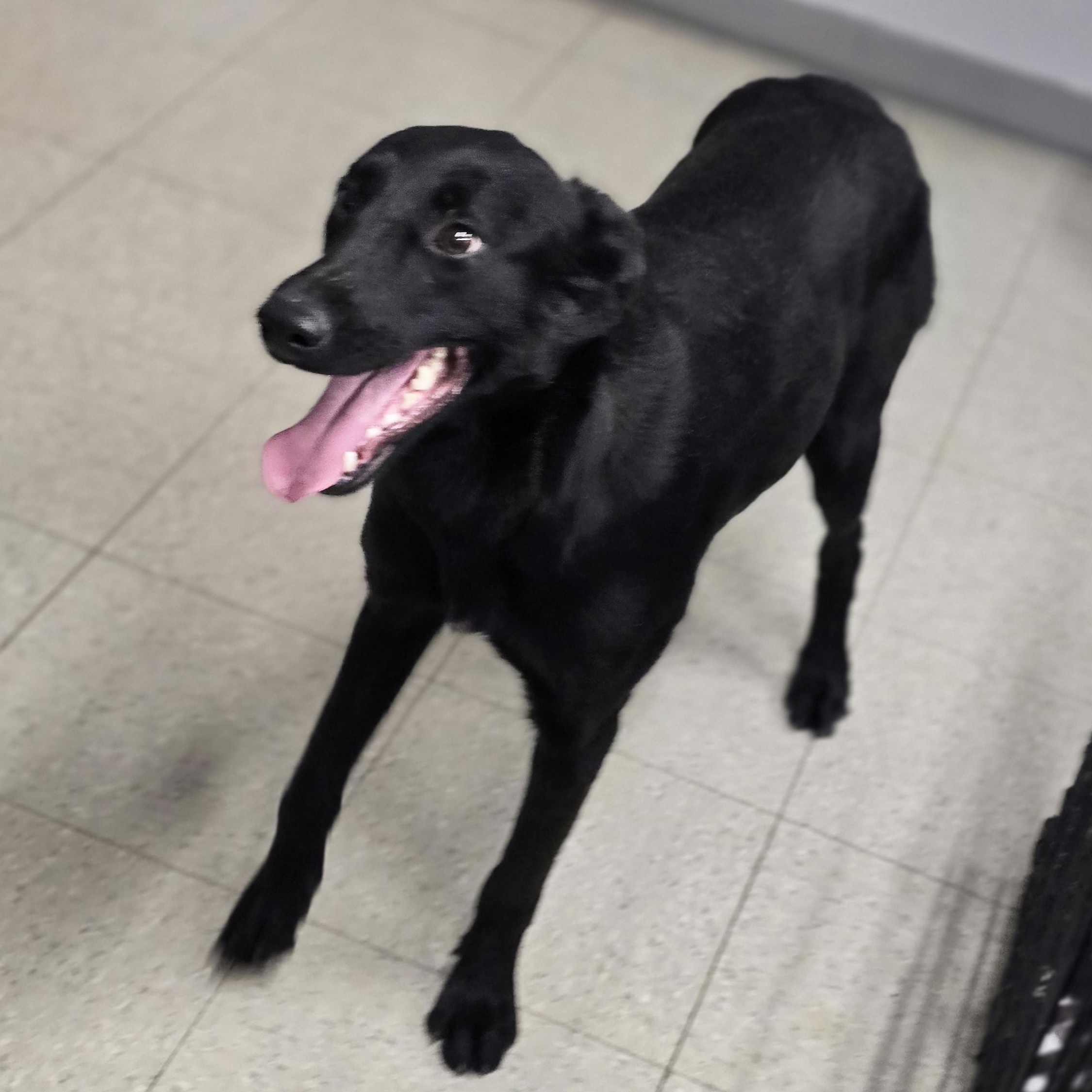 Amelia, a Adoptable mixed breed in Petersburg, IN image 2/2